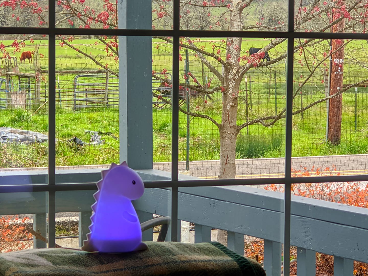 Glowing dinosaur lamp in window with cows in pasture across the street.