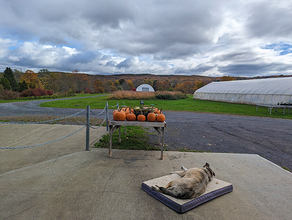 Sage Laying next to pumpkins with grey sky overhead.